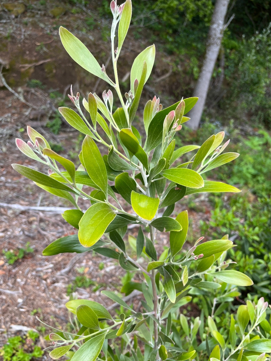 Acacia melanoxylon