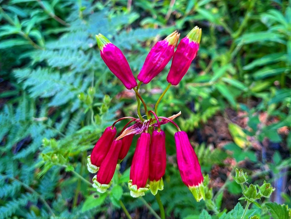 Dichelostemma ida-maia