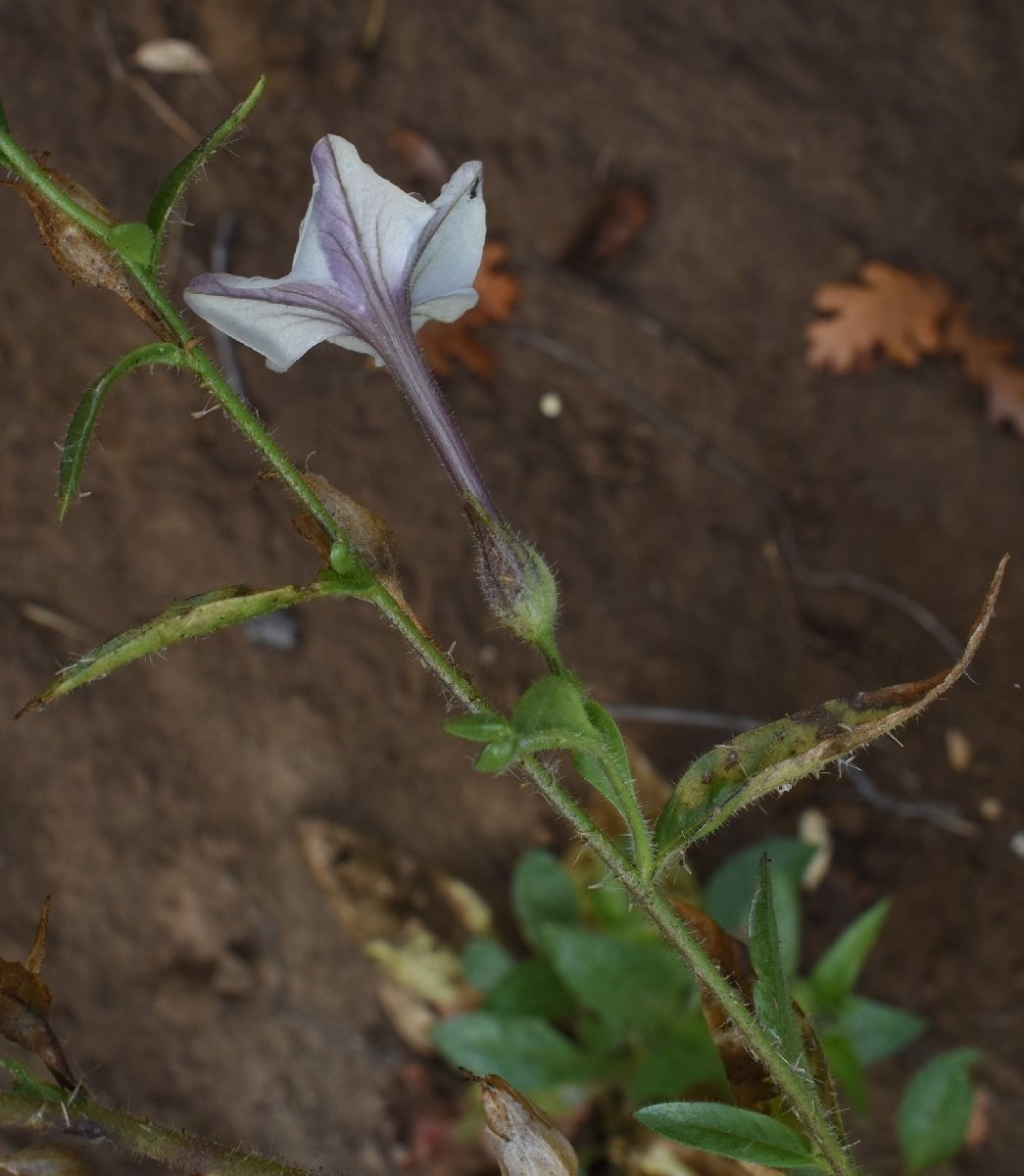 Nicotiana quadrivalvis