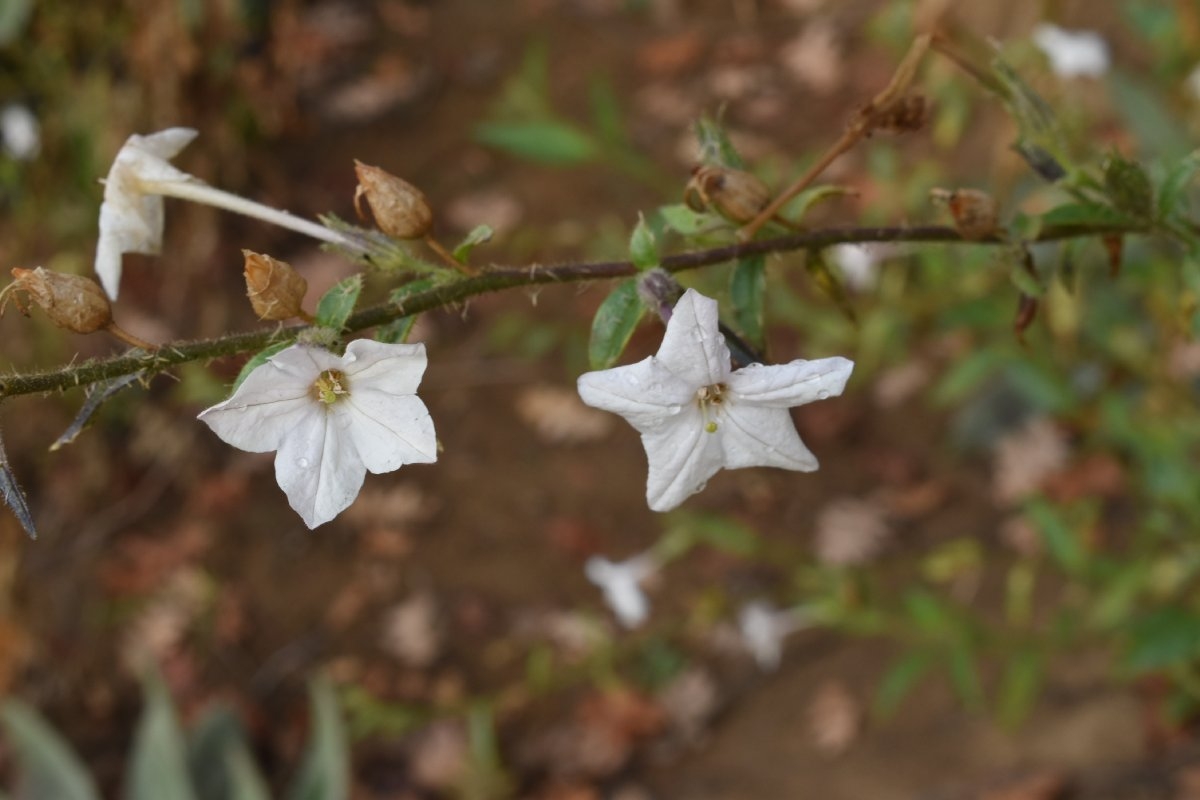 Nicotiana quadrivalvis