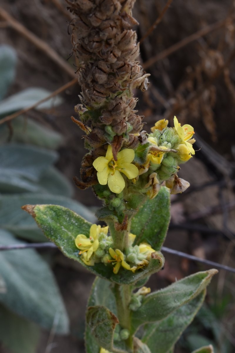 Verbascum thapsus