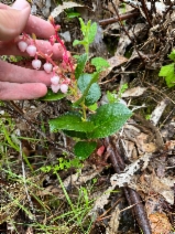 Gaultheria shallon