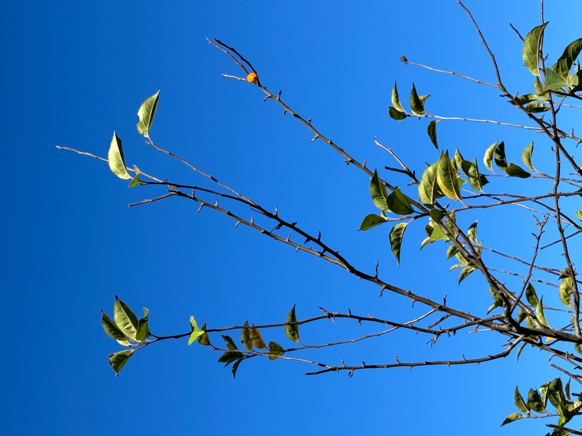 Malus fusca