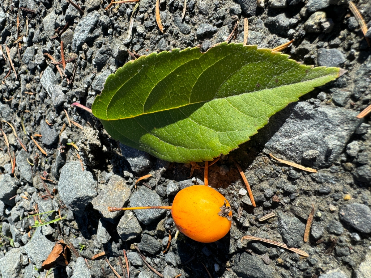 Malus fusca