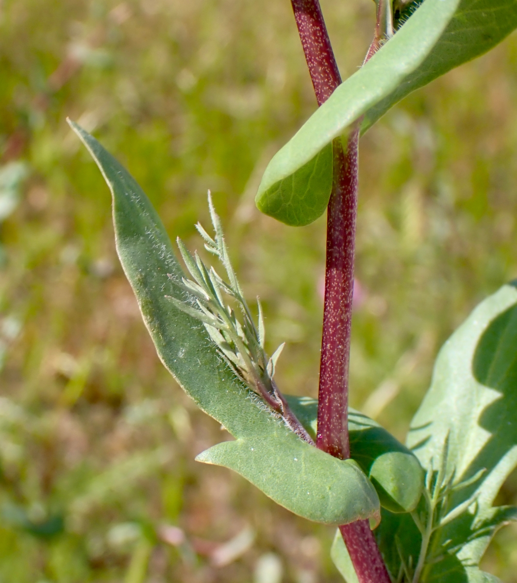 Lepidium perfoliatum