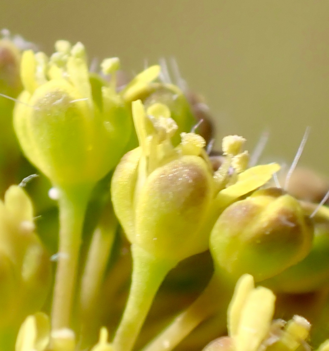 Lepidium perfoliatum