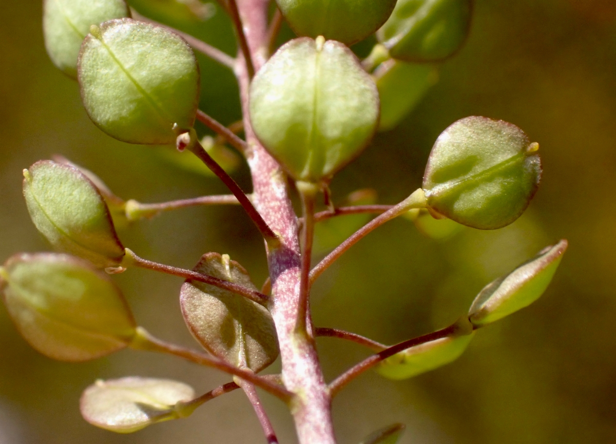 Lepidium perfoliatum