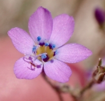 Gilia interior