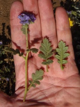 Phacelia ciliata