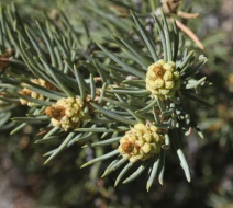 Pinus monophylla var. monophylla