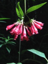 Fuchsia boliviana var. luxurians