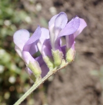 Vicia americana ssp. americana