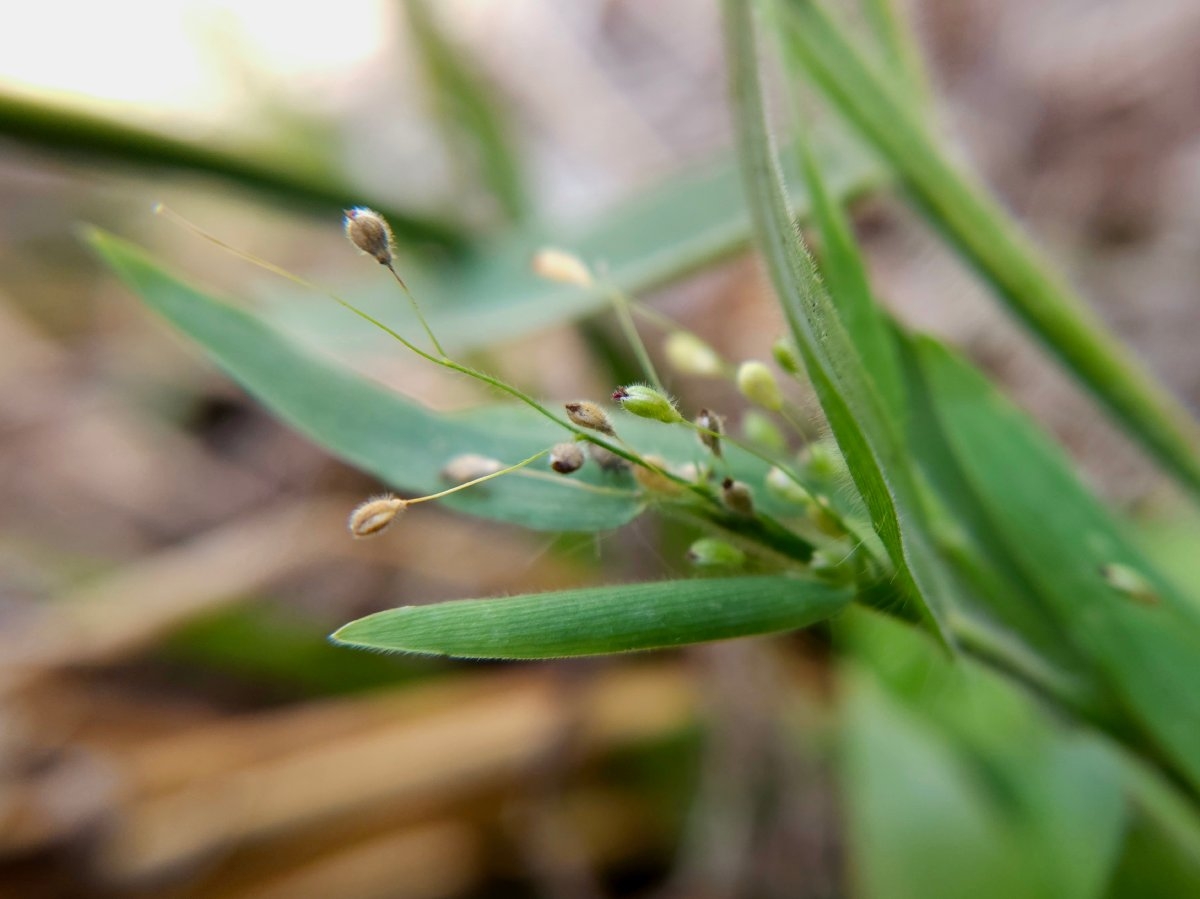 Panicum acuminatum var. fasciculatum