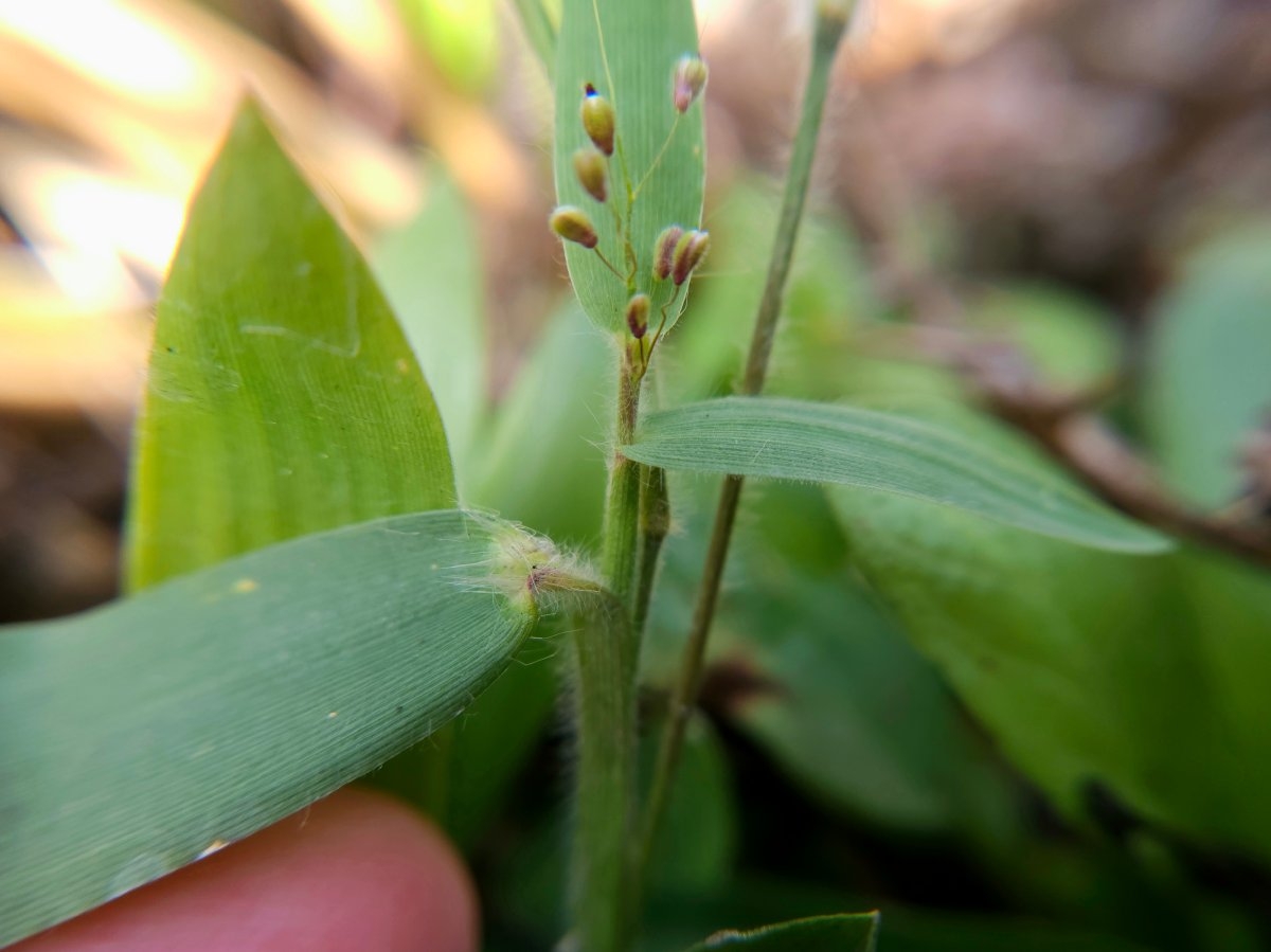 Panicum acuminatum var. fasciculatum