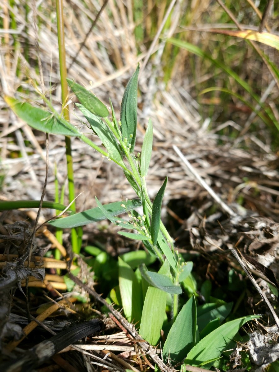 Panicum acuminatum var. fasciculatum