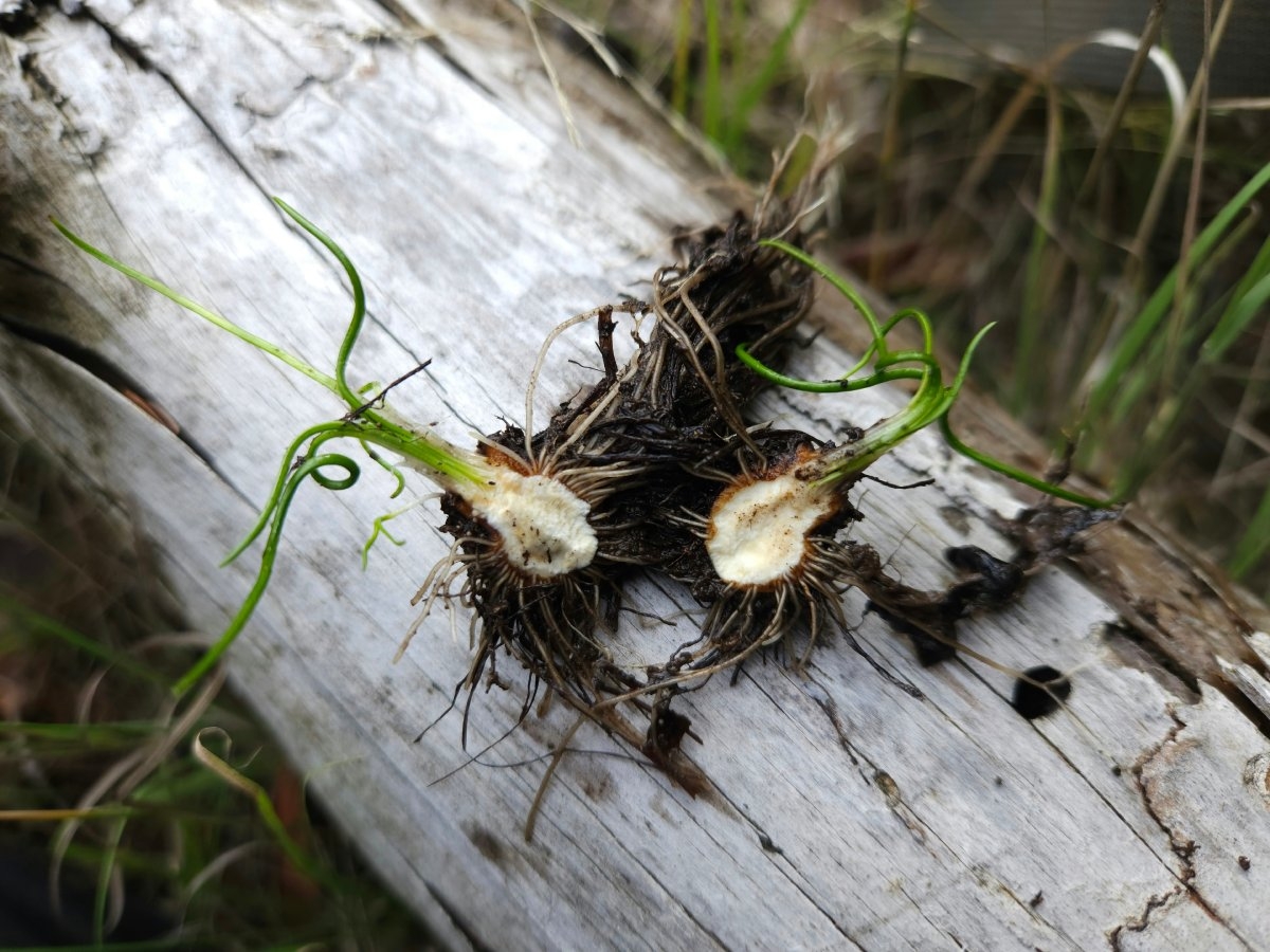 Isoetes howellii