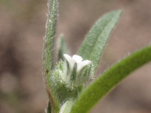 Cryptantha clokeyi