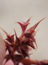 Chorizanthe polygonoides ssp. longispina