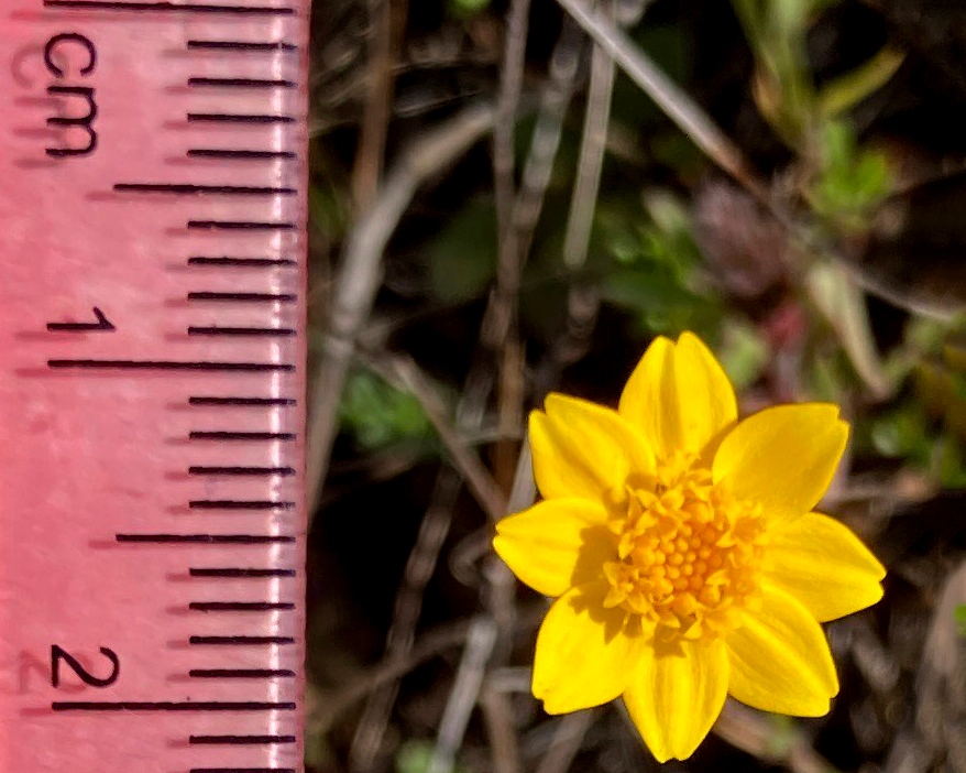 Crocidium multicaule