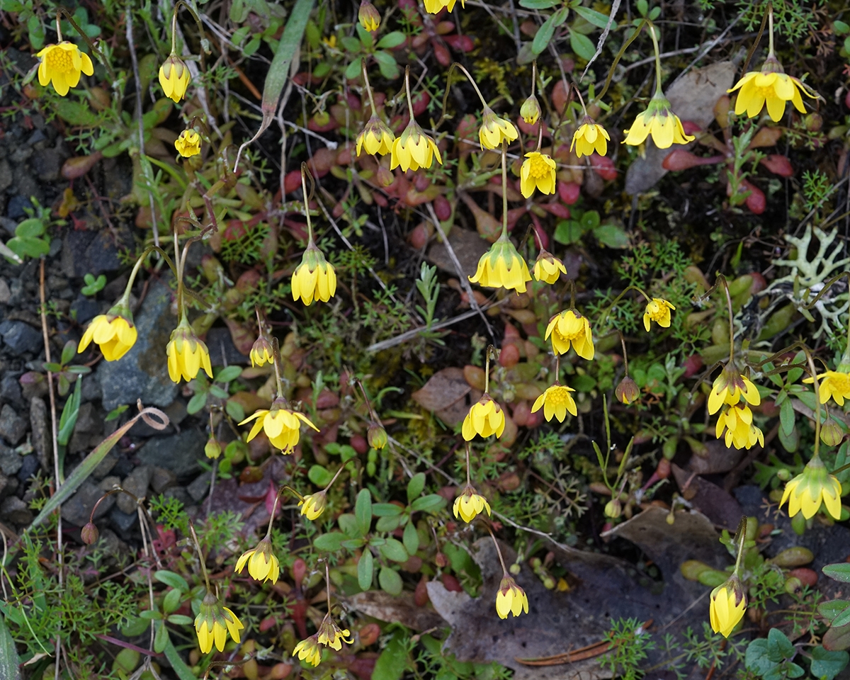 Crocidium multicaule