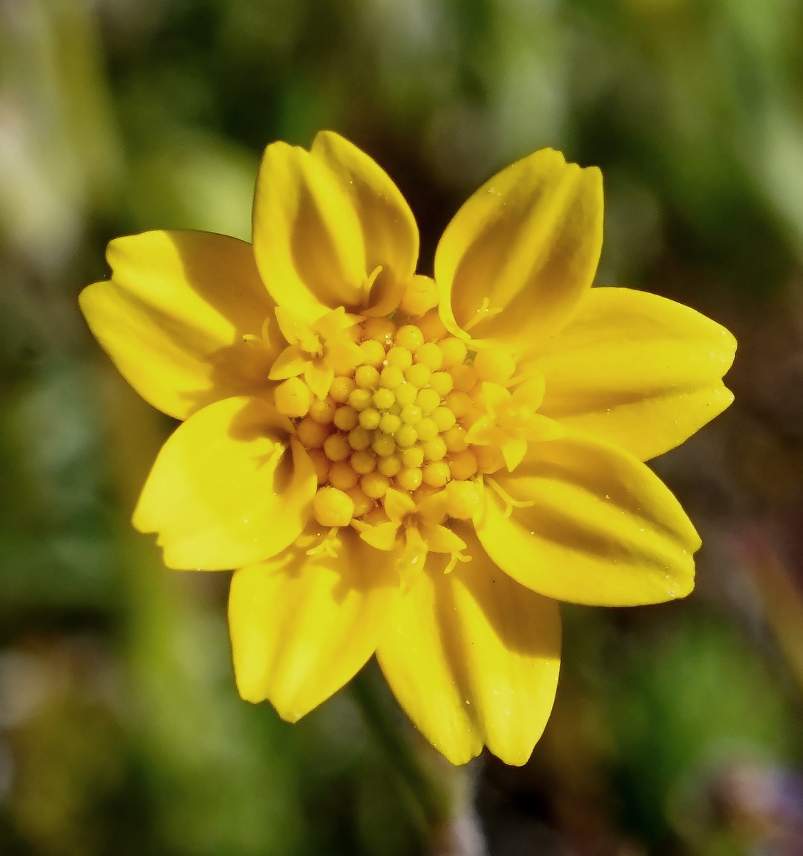 Crocidium multicaule