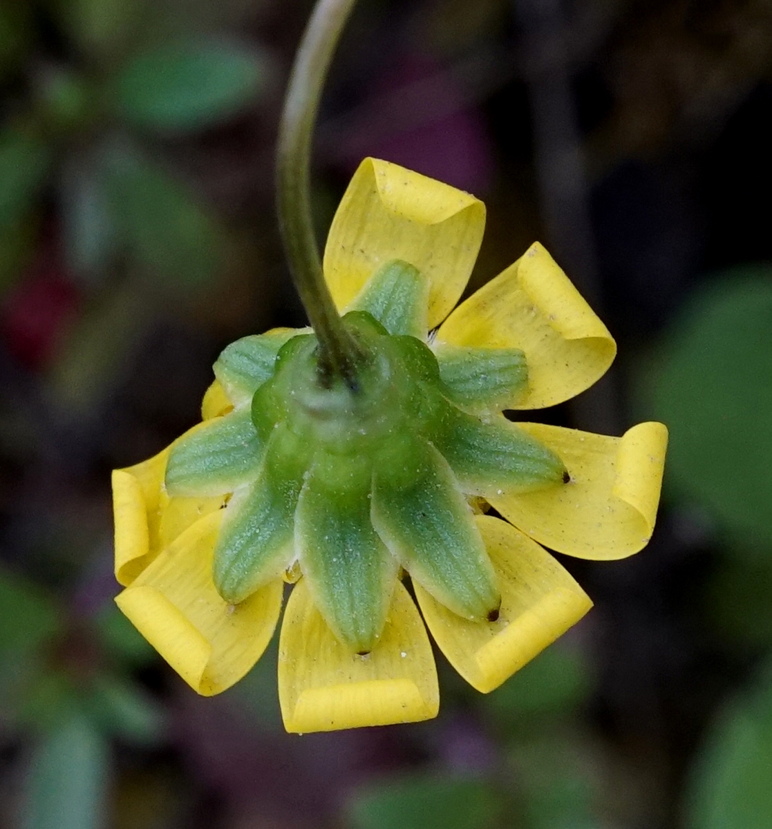 Crocidium multicaule