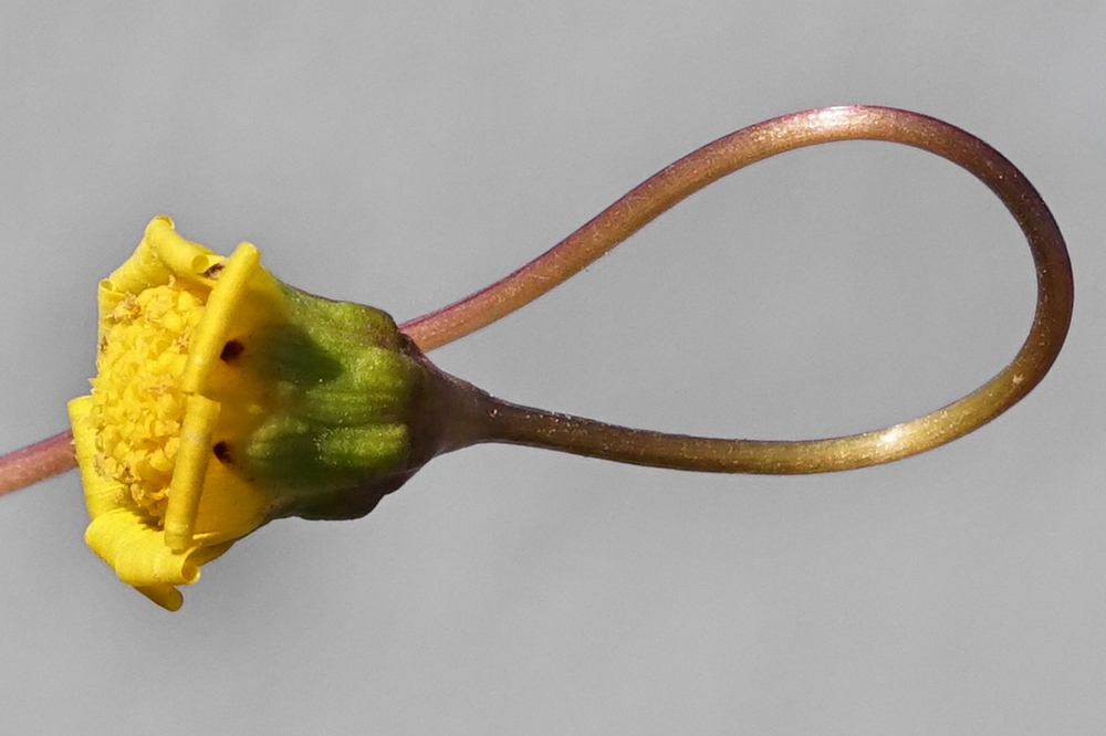 Crocidium multicaule