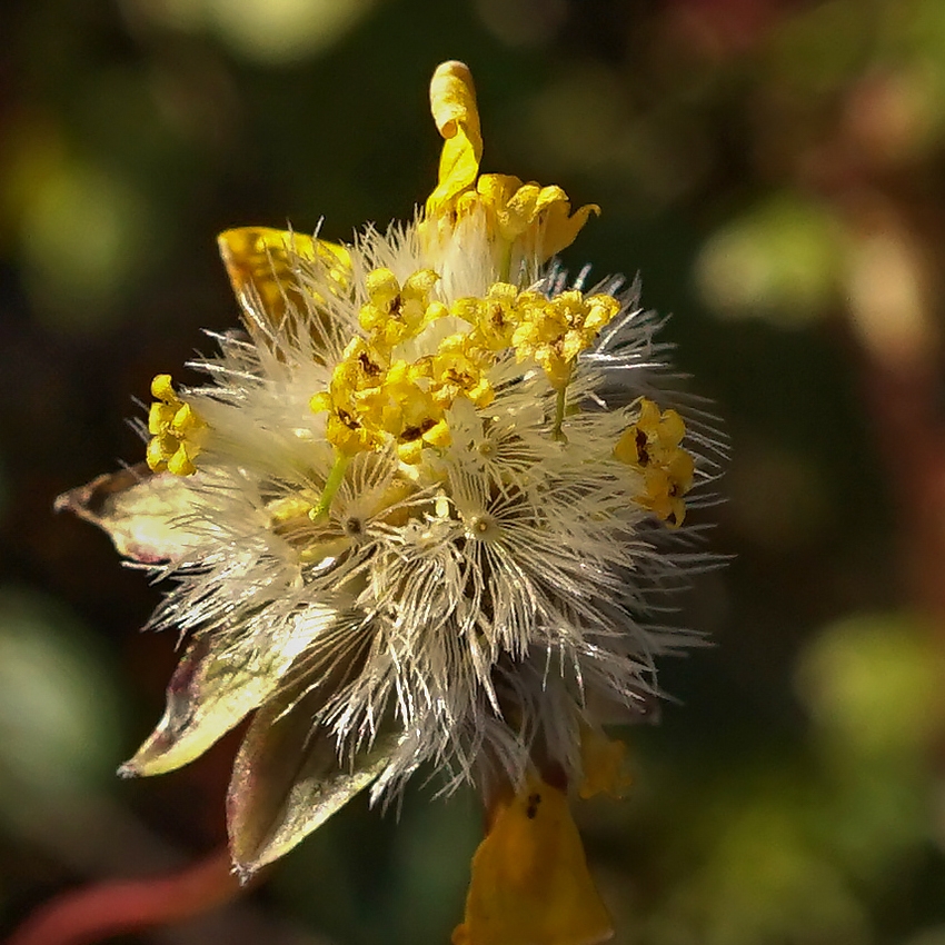 Crocidium multicaule