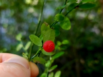 Vaccinium parvifolium