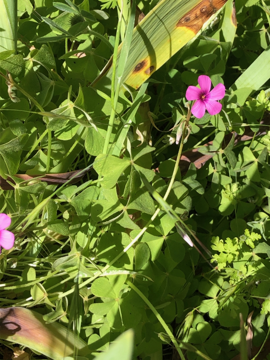 Oxalis articulata ssp. rubra