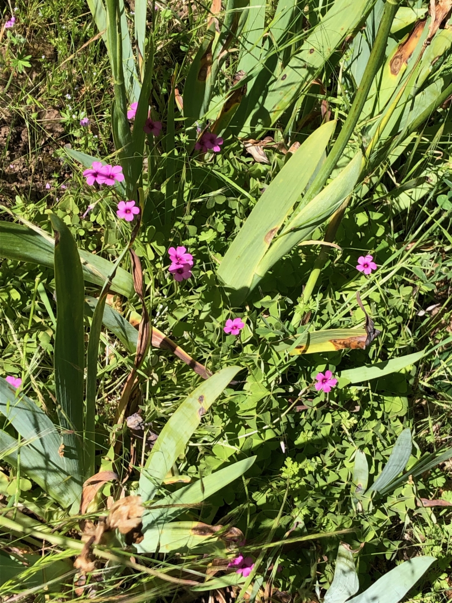 Oxalis articulata ssp. rubra