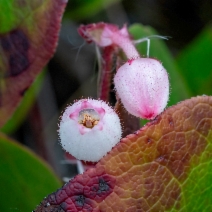 Gaultheria shallon