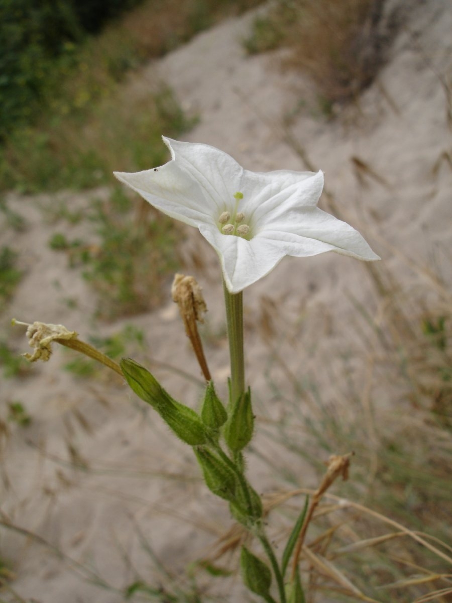 Nicotiana quadrivalvis