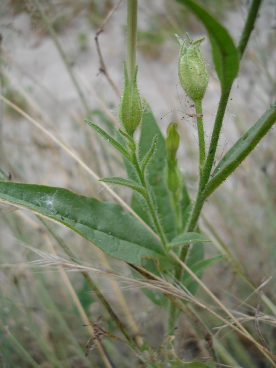 Nicotiana quadrivalvis