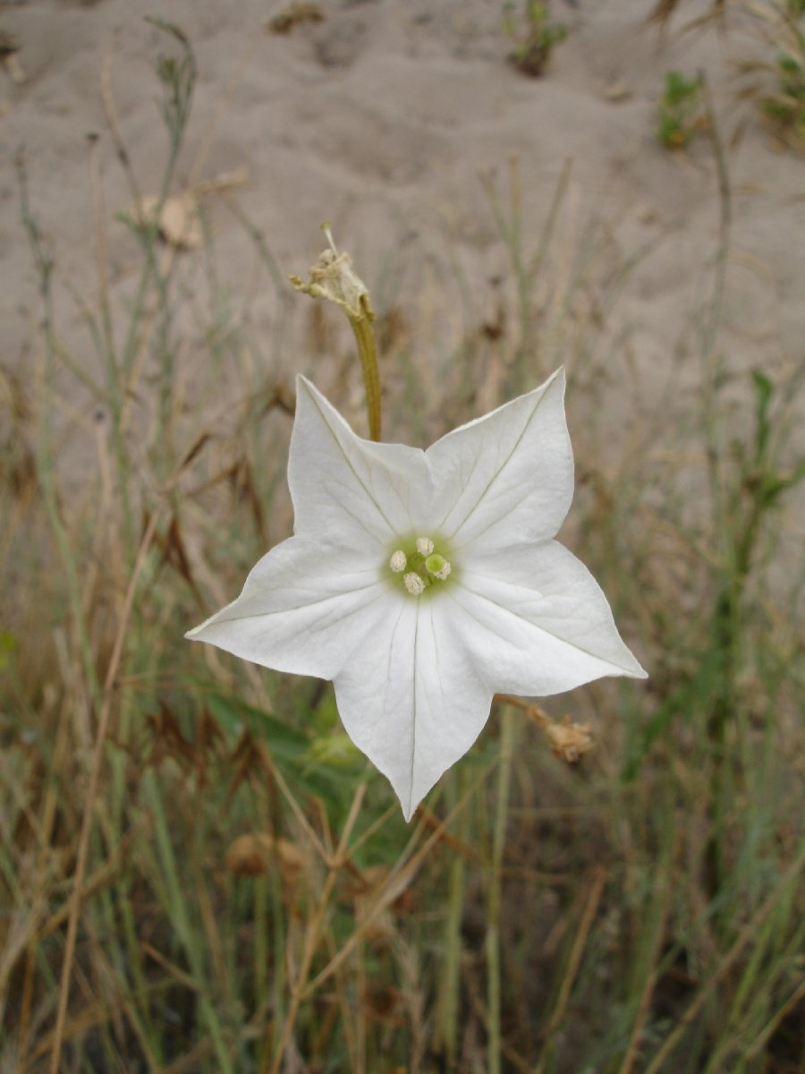 Nicotiana quadrivalvis