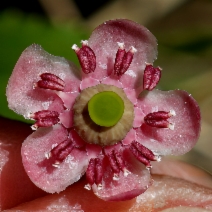 Chimaphila menziesii