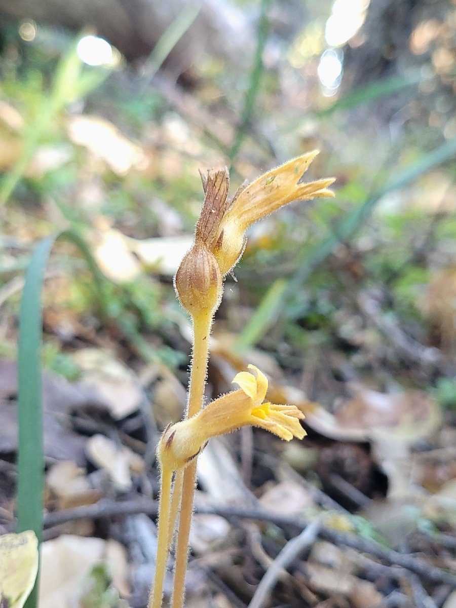 Aphyllon epigalium ssp. epigalium