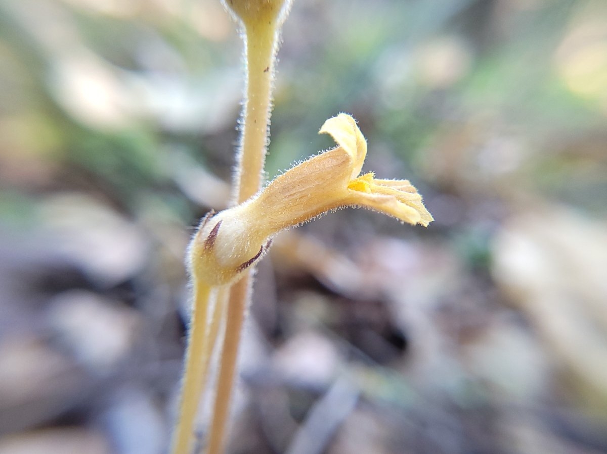 Aphyllon epigalium ssp. epigalium