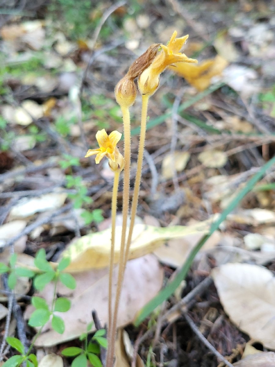 Aphyllon epigalium ssp. epigalium