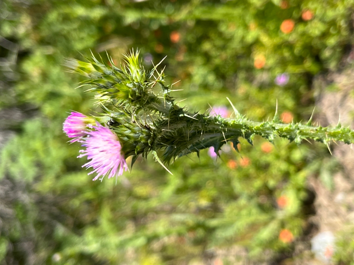 Carduus tenuiflorus