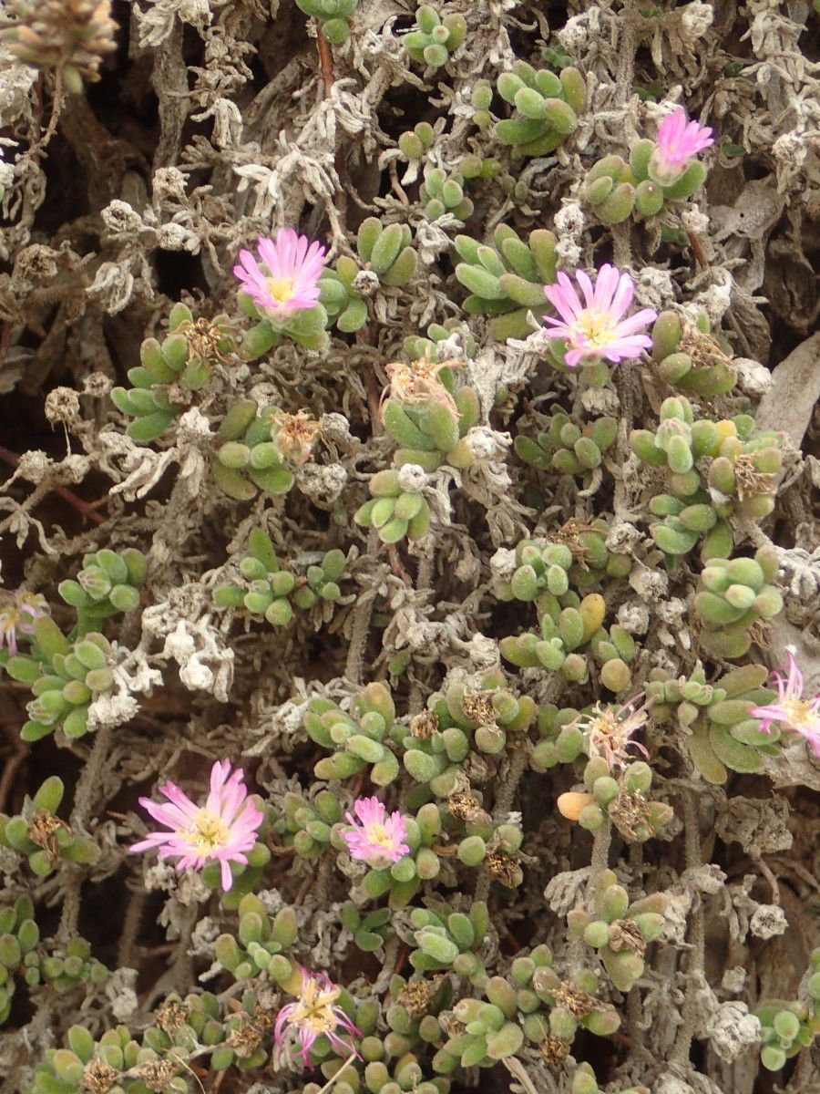 Drosanthemum floribundum