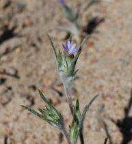 Eriastrum diffusum