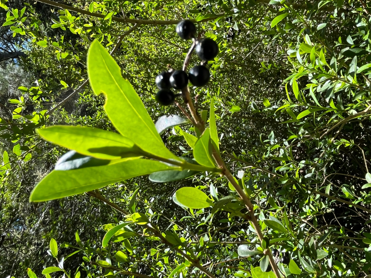 Ligustrum ovalifolium