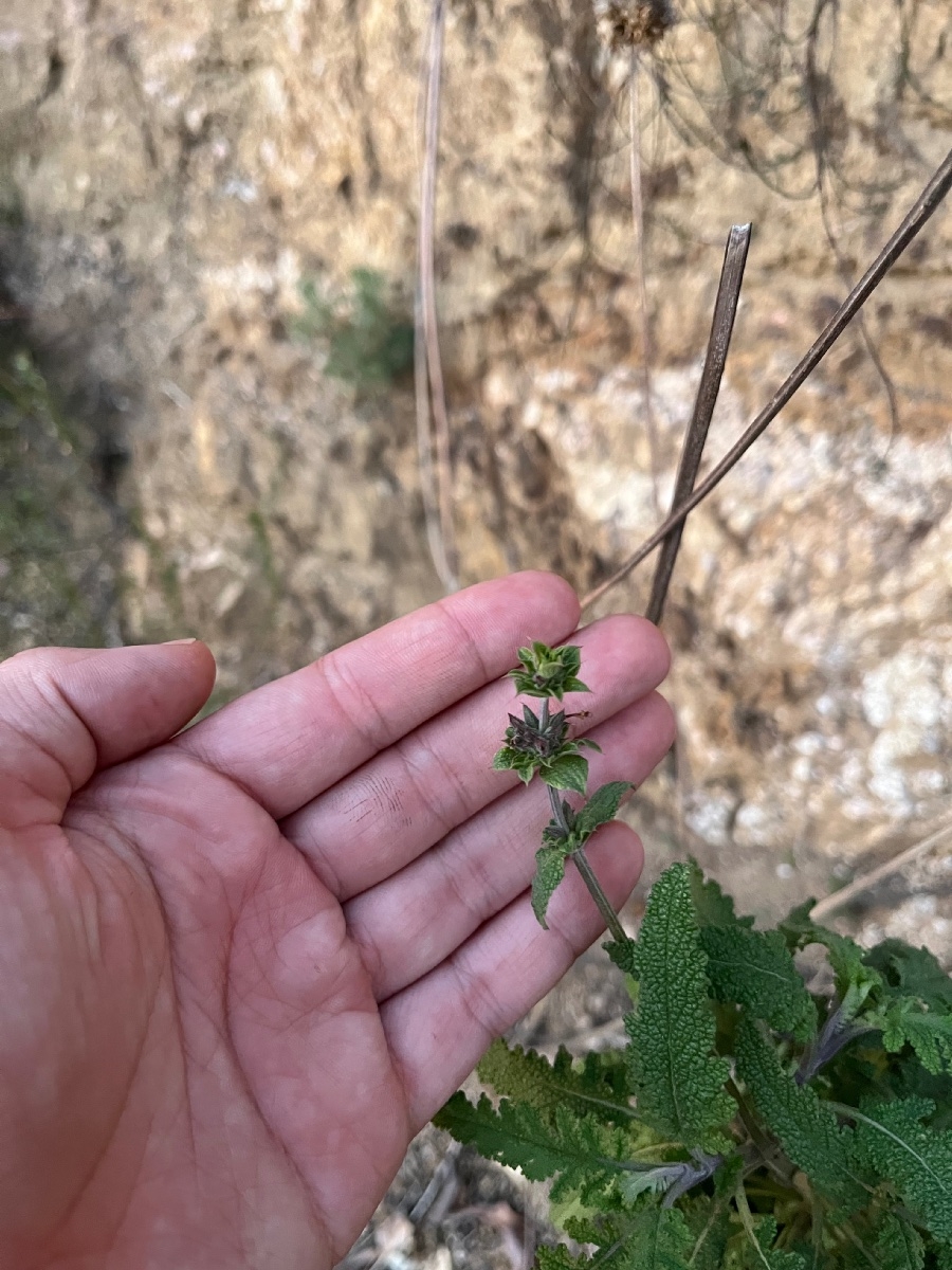 Salvia Xbernardina