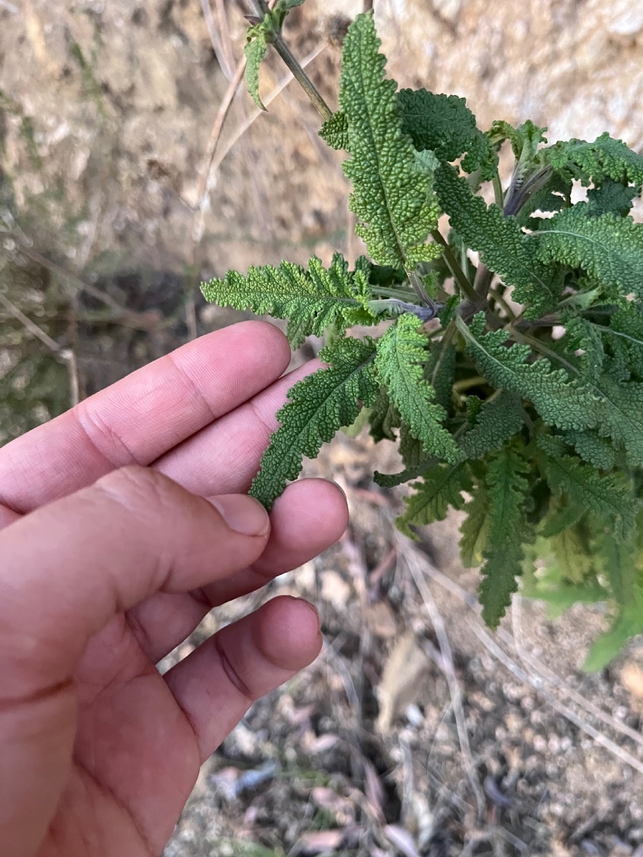 Salvia Xbernardina