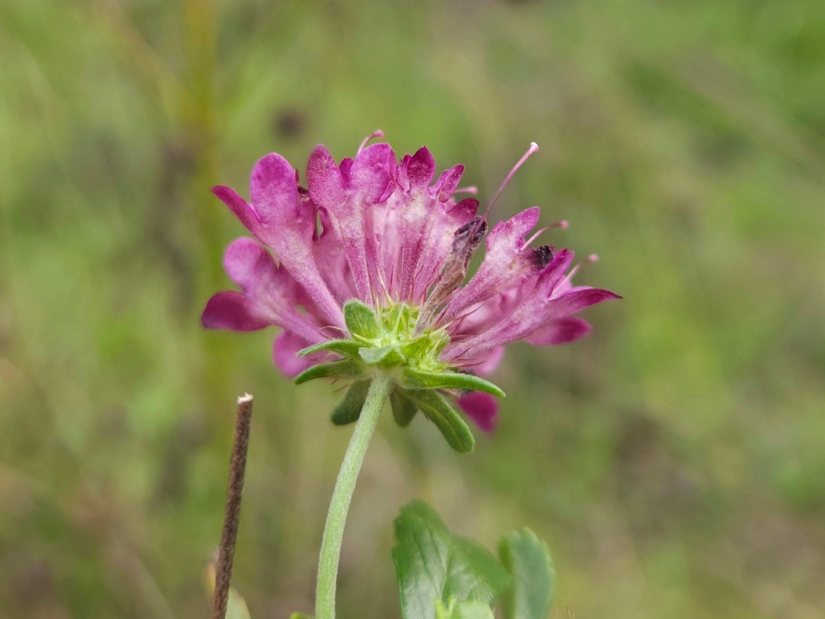 Scabiosa atropurpurea