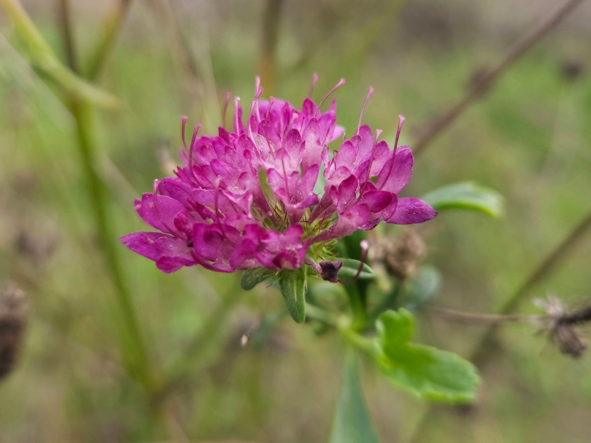 Scabiosa atropurpurea