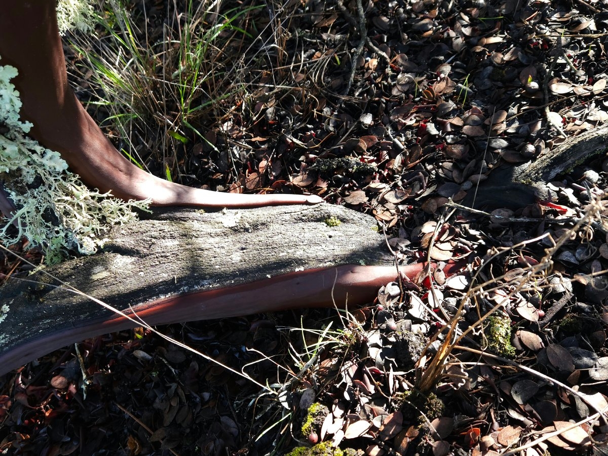 Arctostaphylos viscida ssp. pulchella