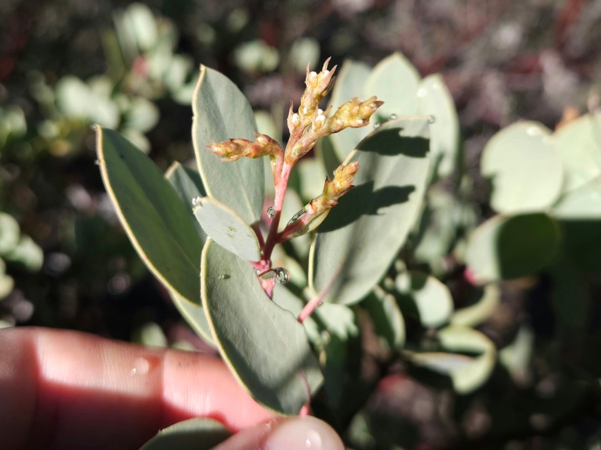 Arctostaphylos viscida ssp. pulchella