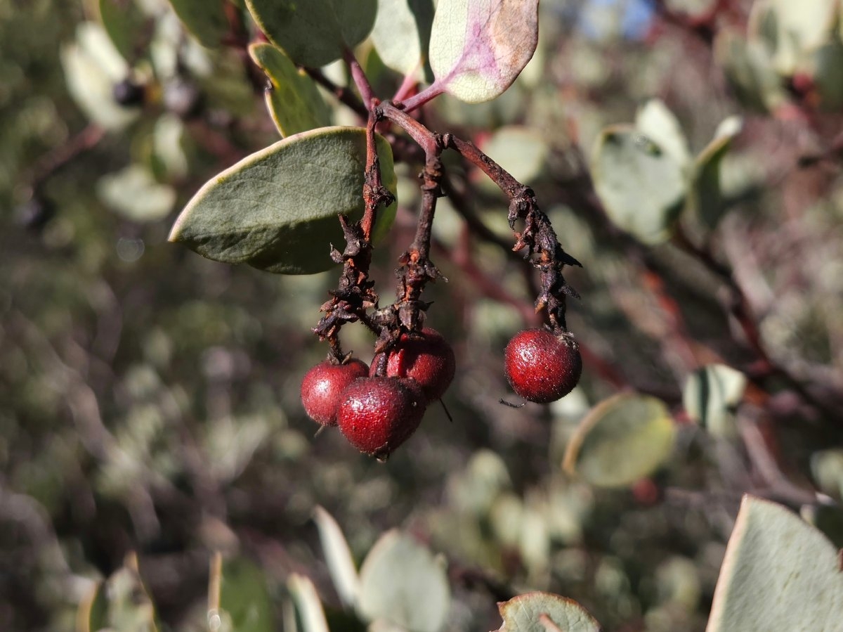 Arctostaphylos viscida ssp. pulchella